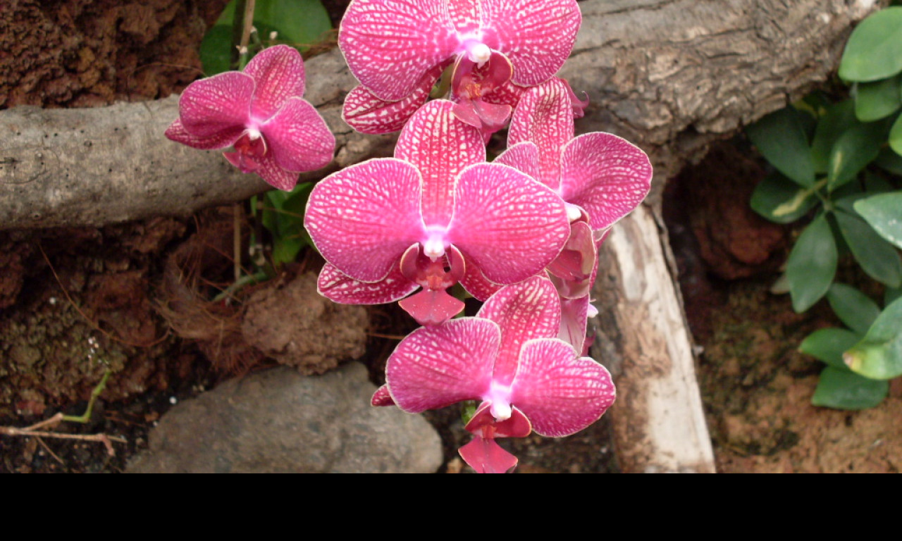 Tapeta orchidej_gc_2