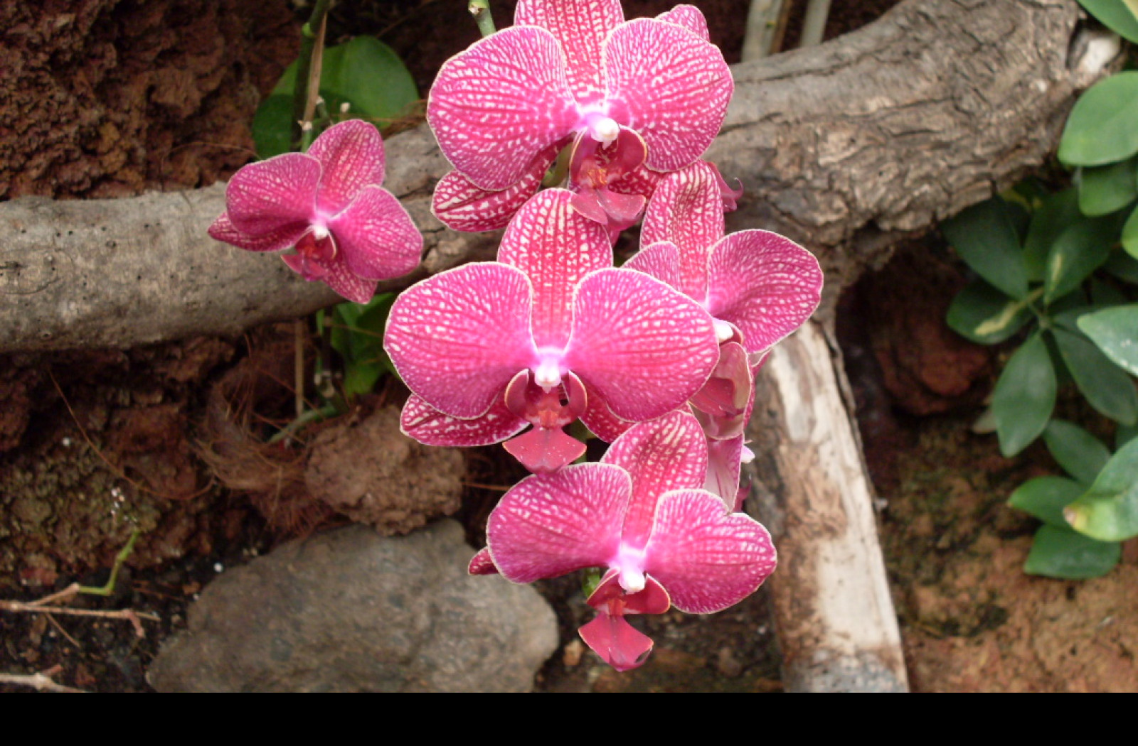 Tapeta orchidej_gc_2