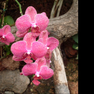 Tapeta orchidej_gc_2