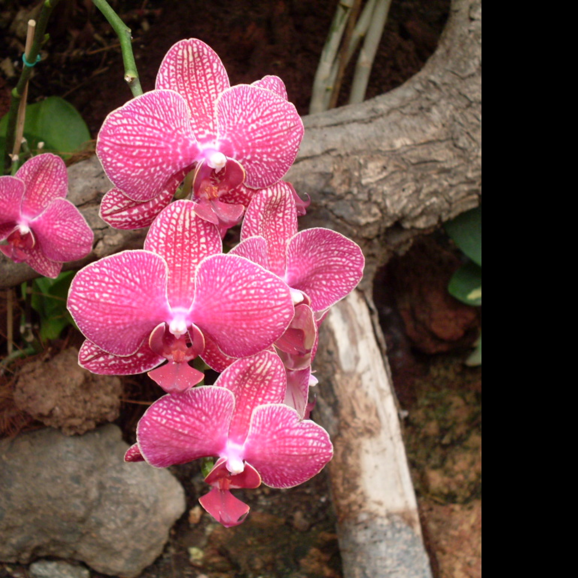 Tapeta orchidej_gc_2