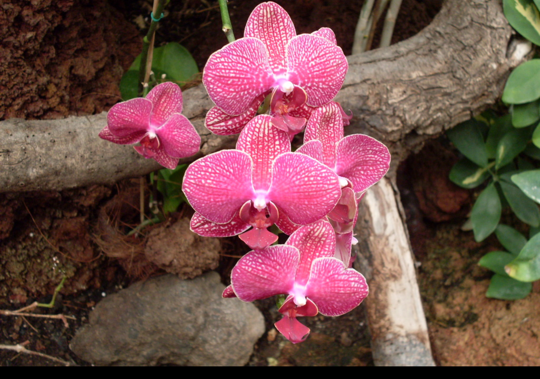 Tapeta orchidej_gc_2