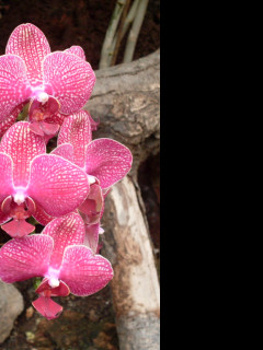 Tapeta orchidej_gc_2