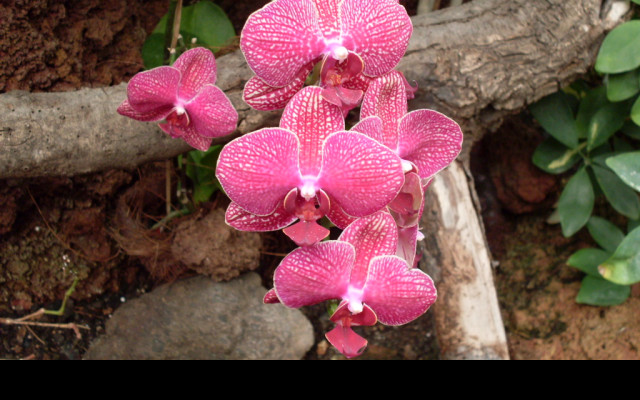 Tapeta orchidej_gc_2