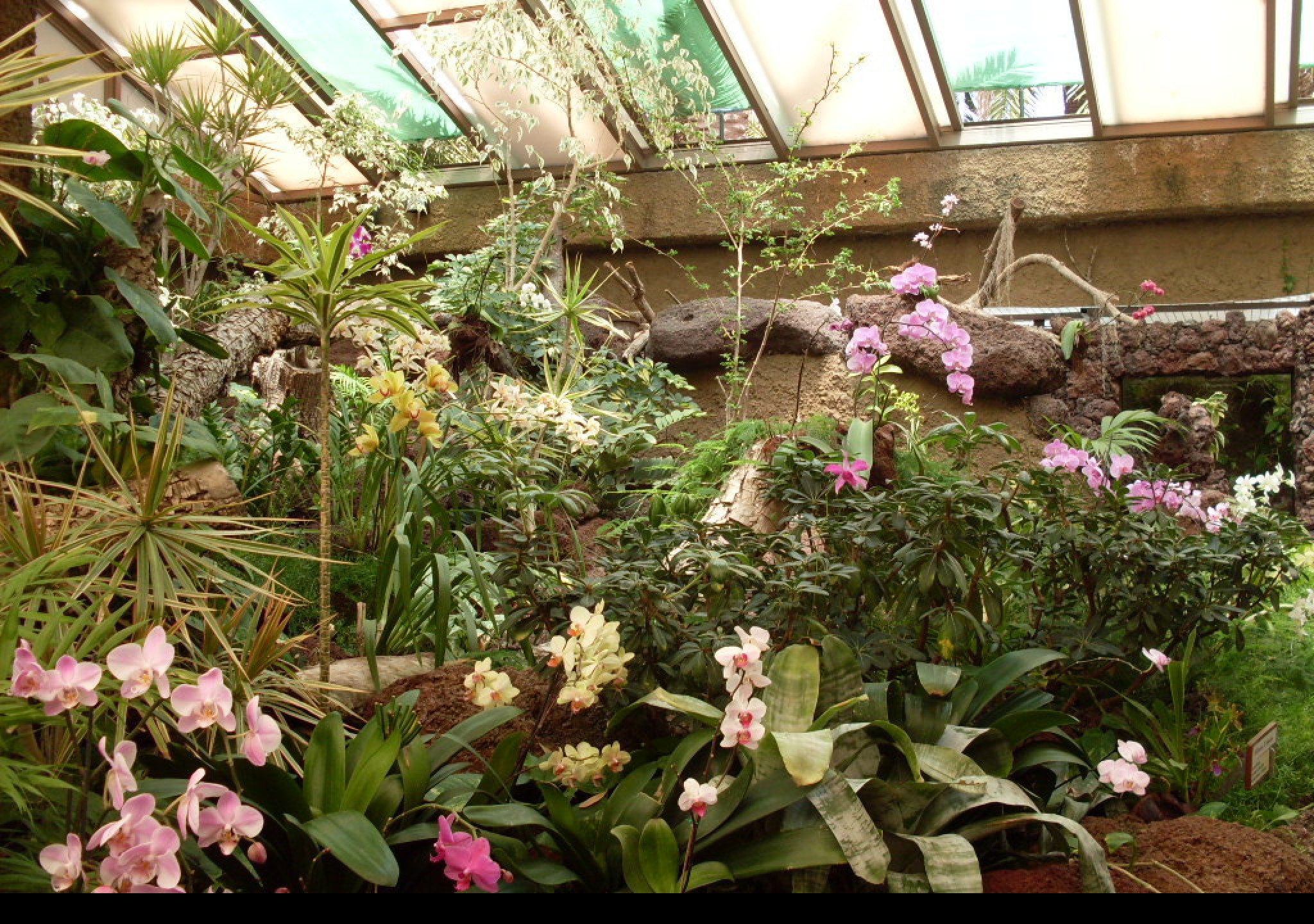 Tapeta orchidej_gc_5