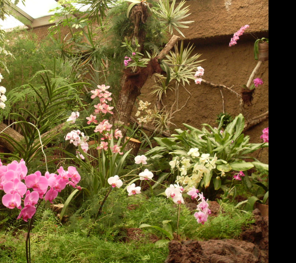 Tapeta orchidej_gc_7