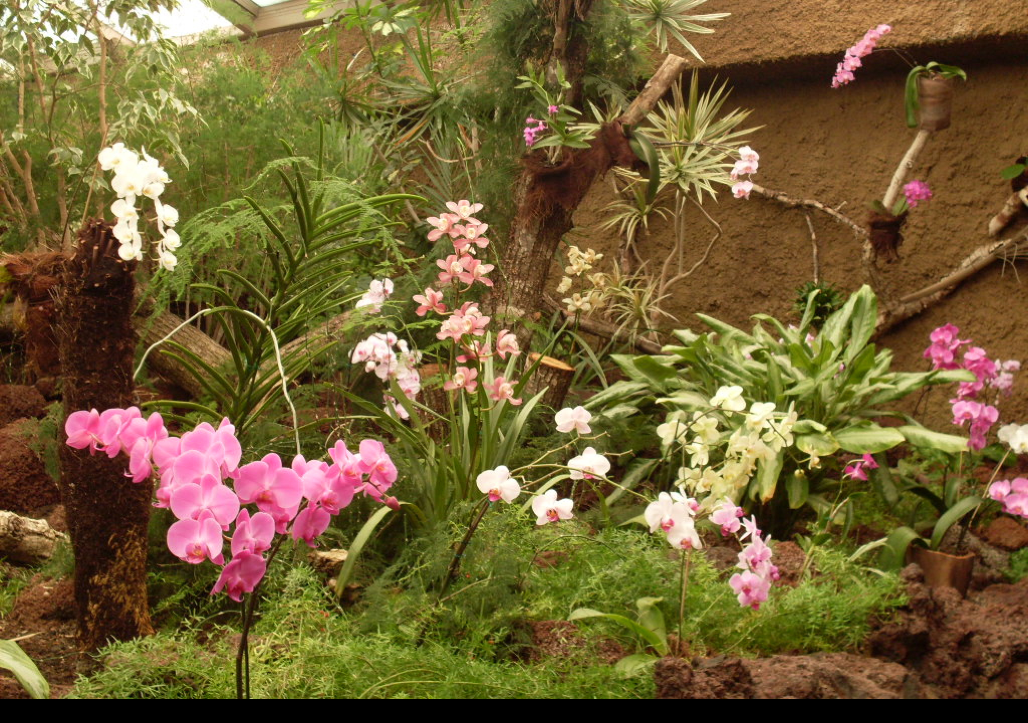 Tapeta orchidej_gc_7