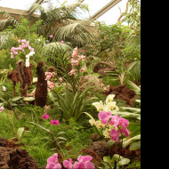 Tapeta orchidej_gc_8