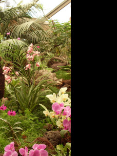 Tapeta orchidej_gc_8