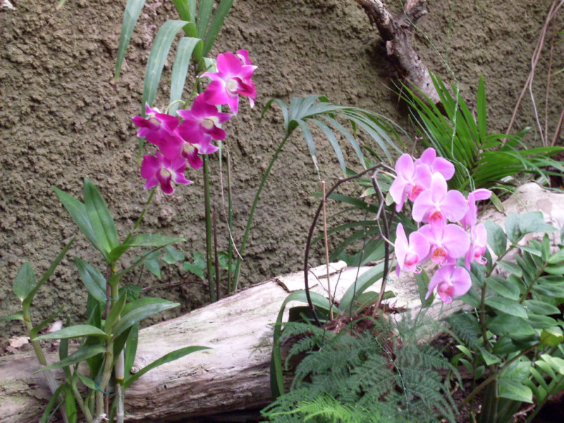 Tapeta orchidej_gran_canaria