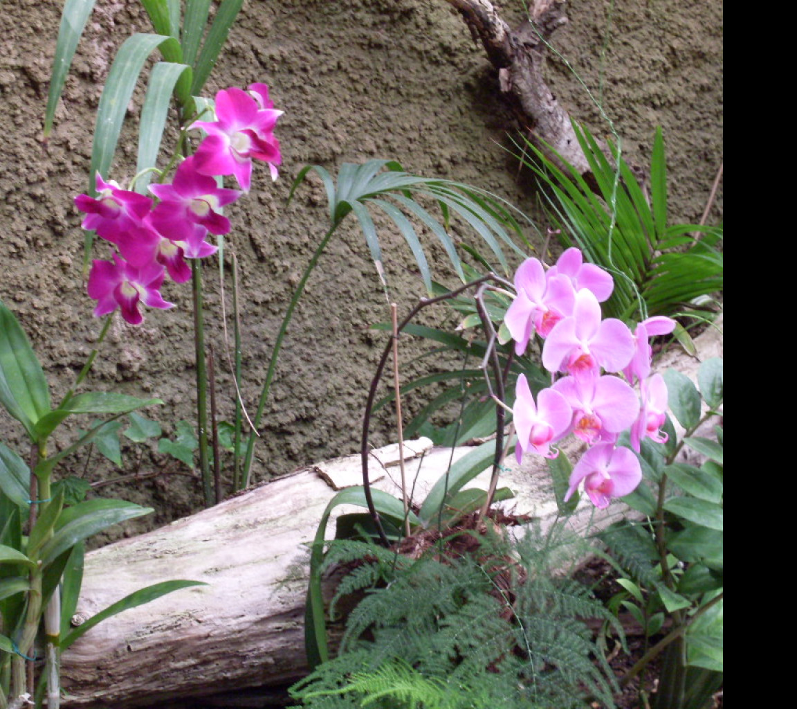 Tapeta orchidej_gran_canaria