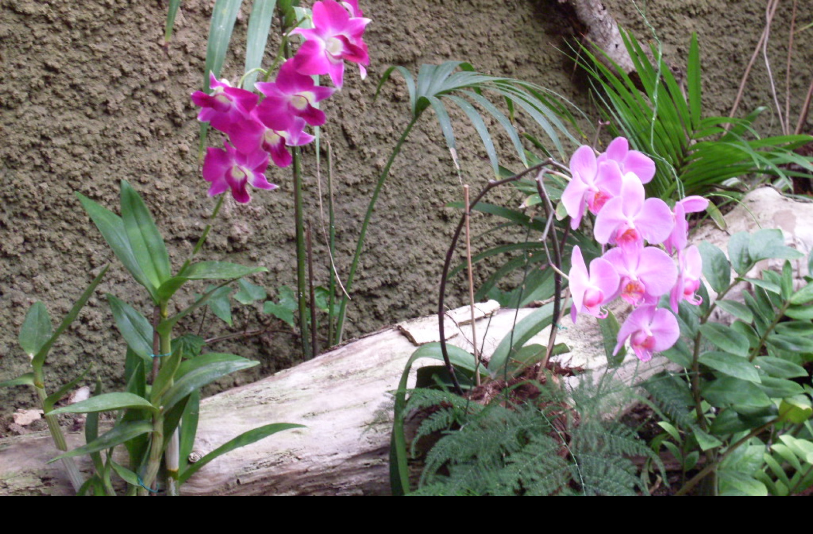 Tapeta orchidej_gran_canaria