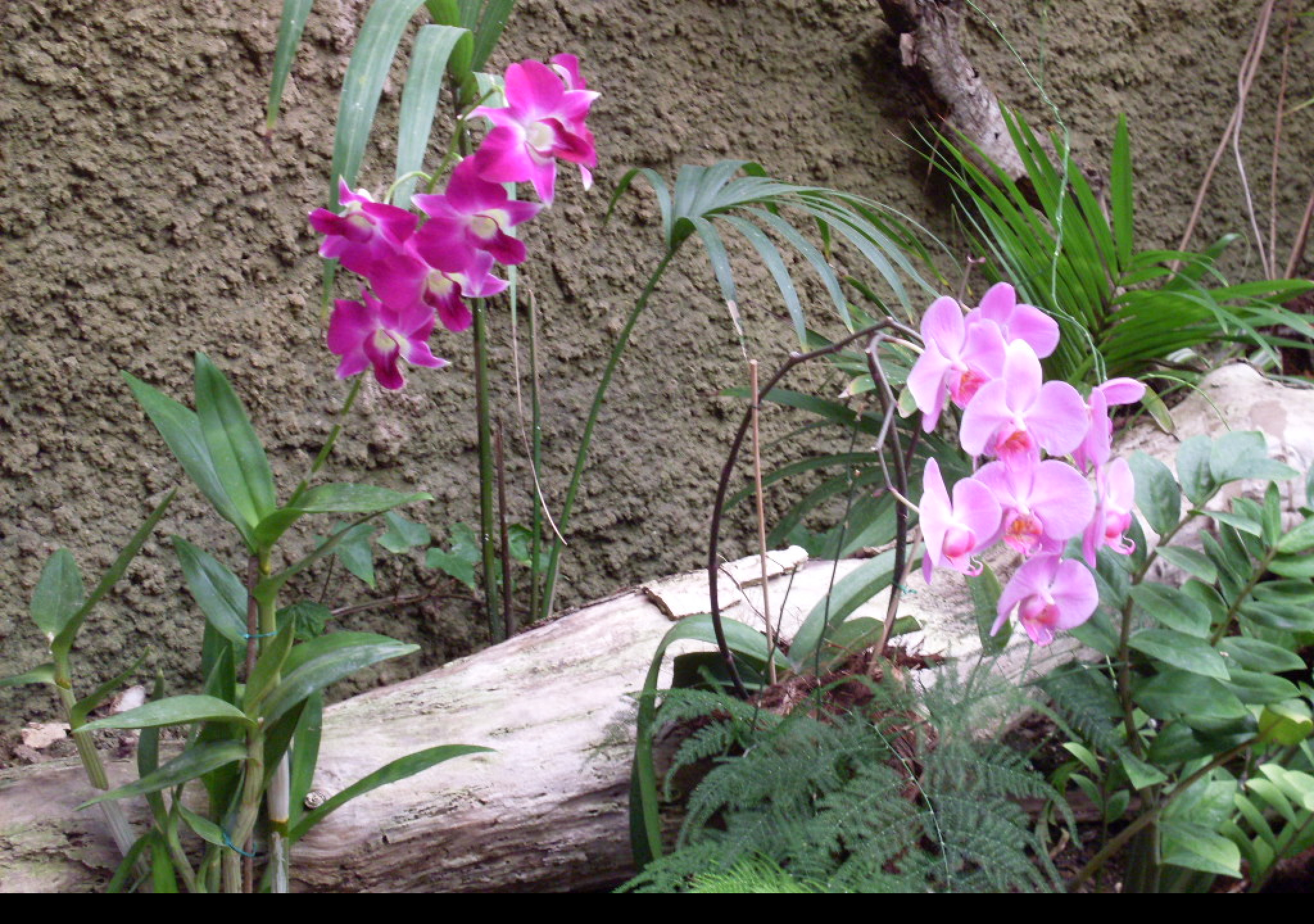 Tapeta orchidej_gran_canaria