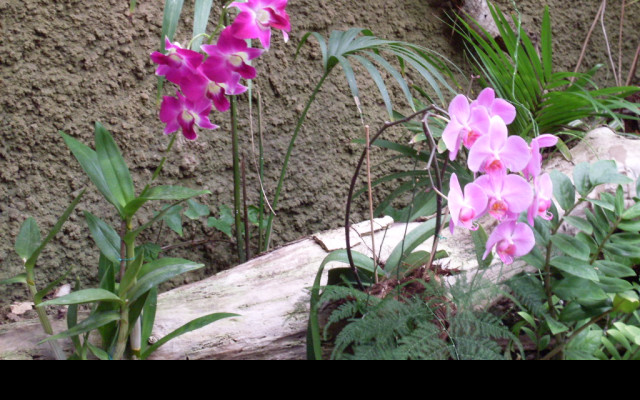 Tapeta orchidej_gran_canaria