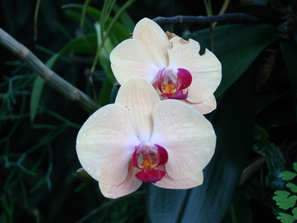 Tapeta orchidej_z_lednice
