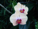 Tapeta Orchidej z Lednice