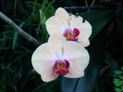 Tapeta: Orchidej z Lednice