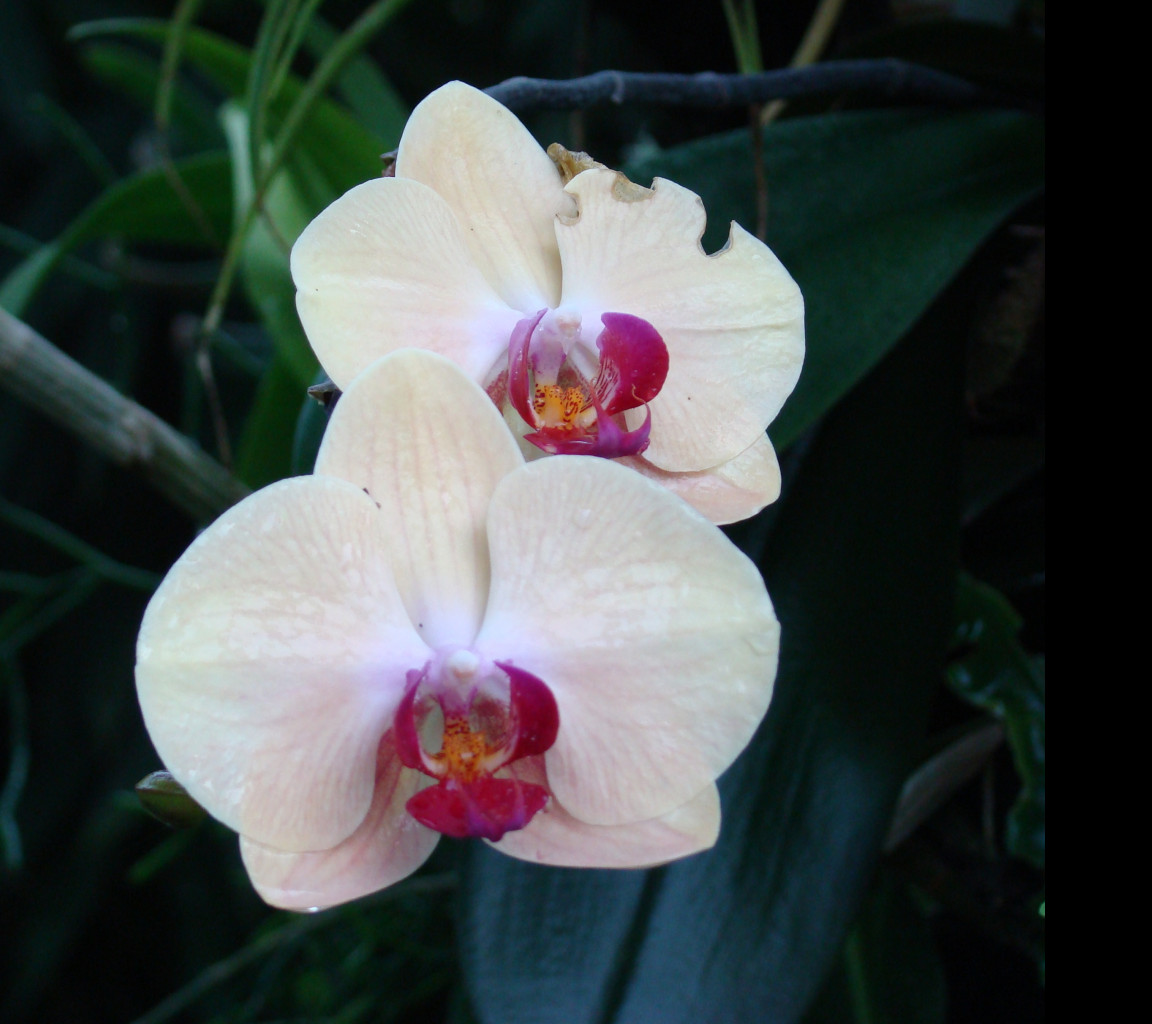 Tapeta orchidej_z_lednice