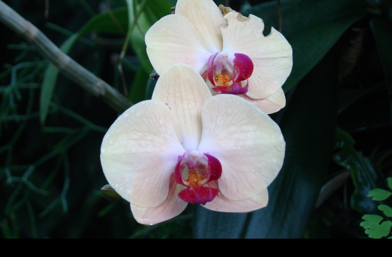 Tapeta orchidej_z_lednice