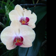 Tapeta orchidej_z_lednice