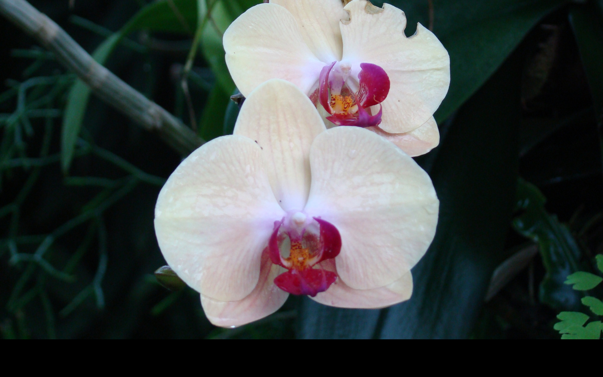 Tapeta orchidej_z_lednice