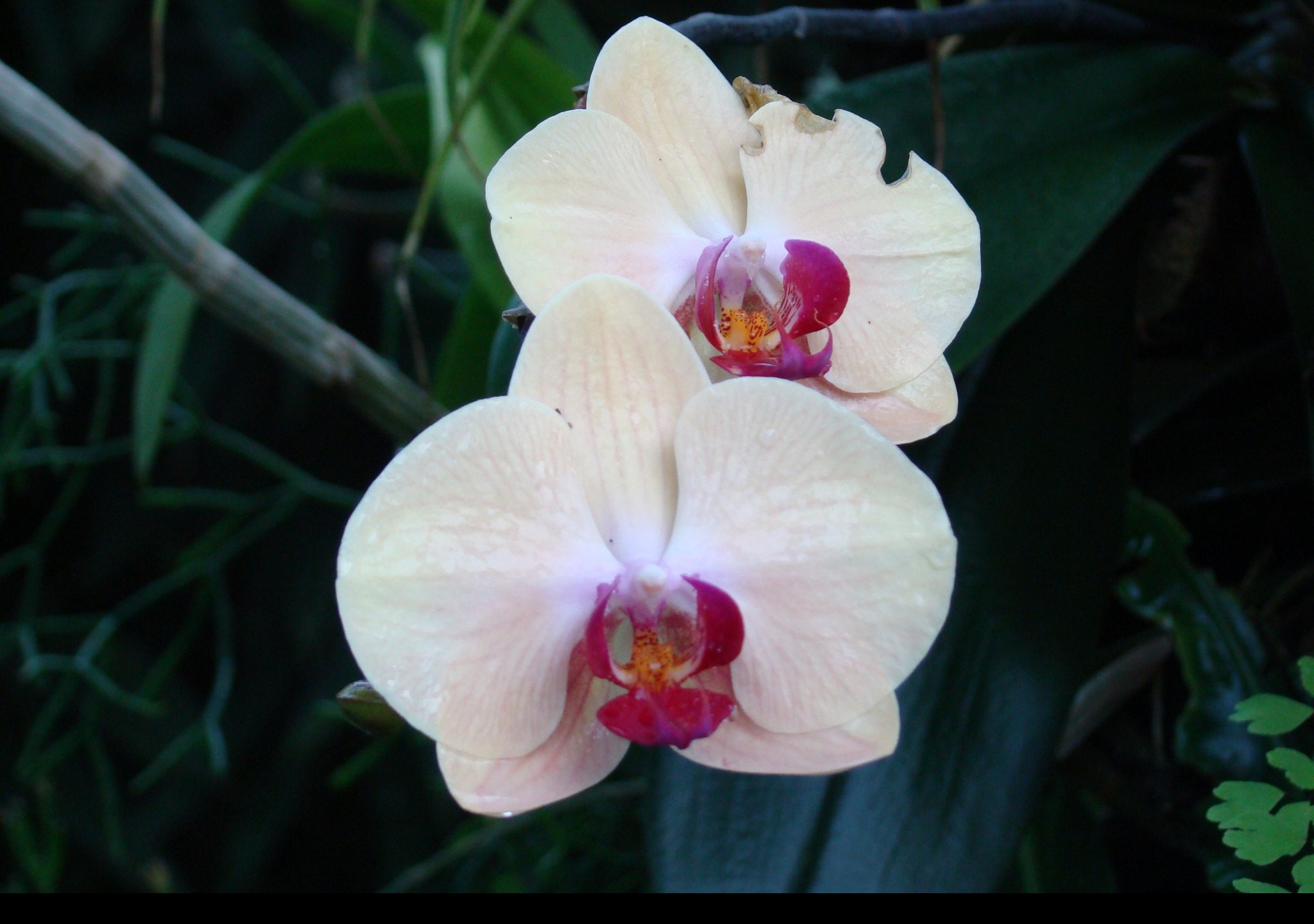 Tapeta orchidej_z_lednice