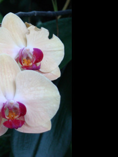 Tapeta orchidej_z_lednice
