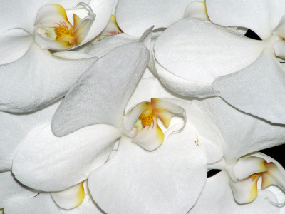 Tapeta: Orchidejka