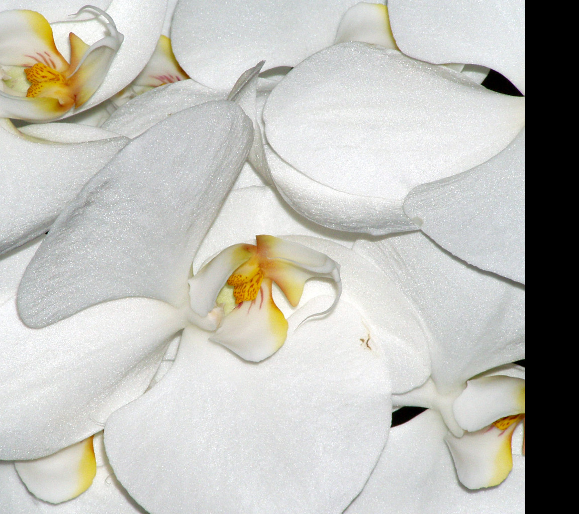 Tapeta orchidejka