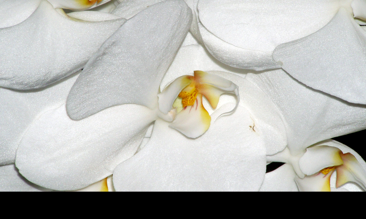 Tapeta orchidejka