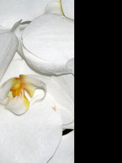 Tapeta orchidejka