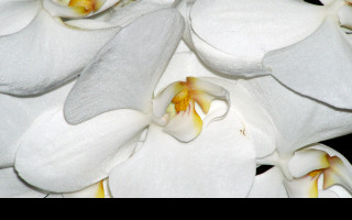 Tapeta orchidejka