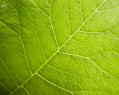 Tapeta Organic Veins