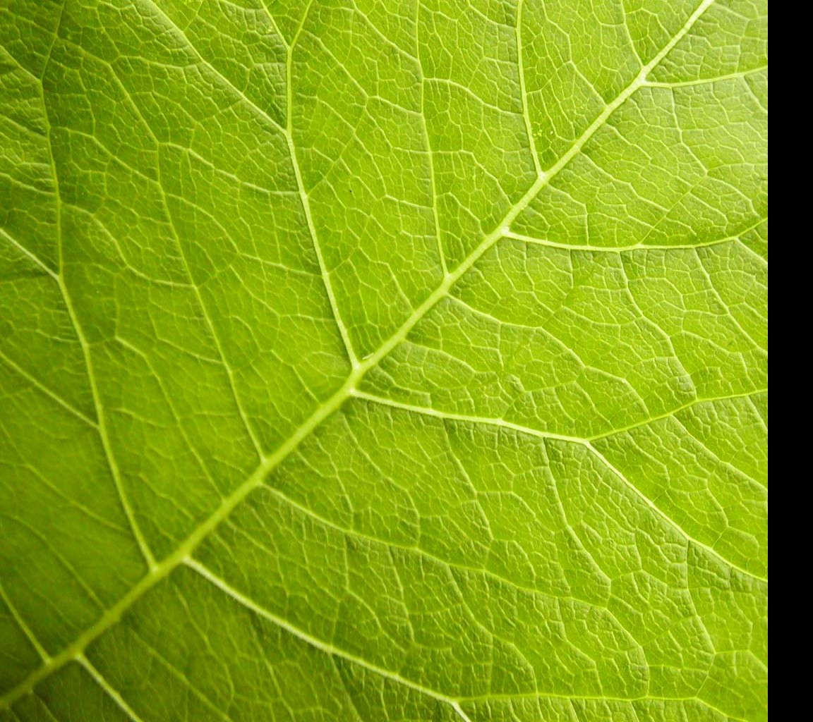 Tapeta organicveins