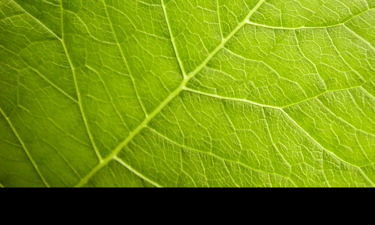 Tapeta organicveins