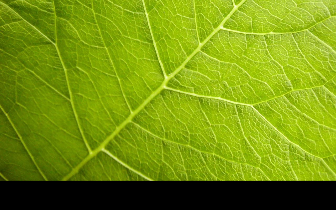 Tapeta organicveins