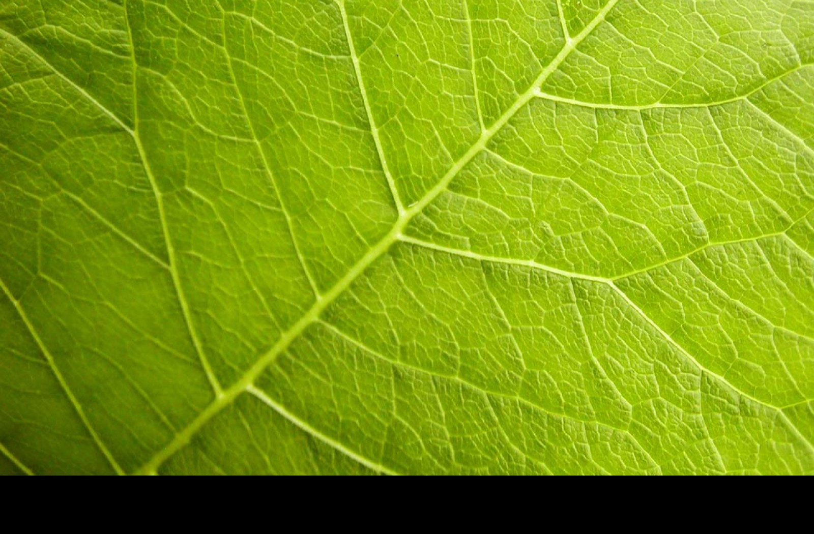 Tapeta organicveins