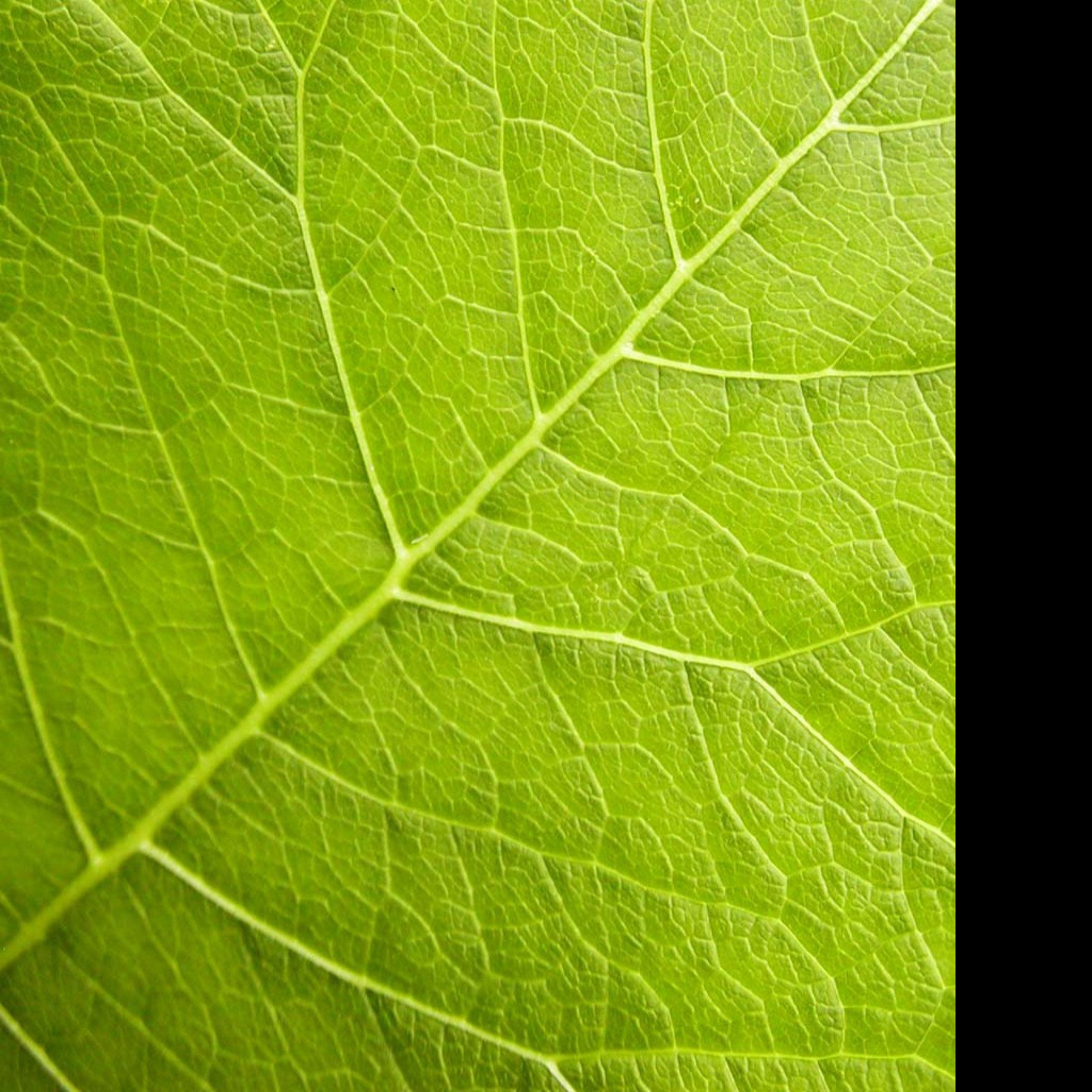 Tapeta organicveins