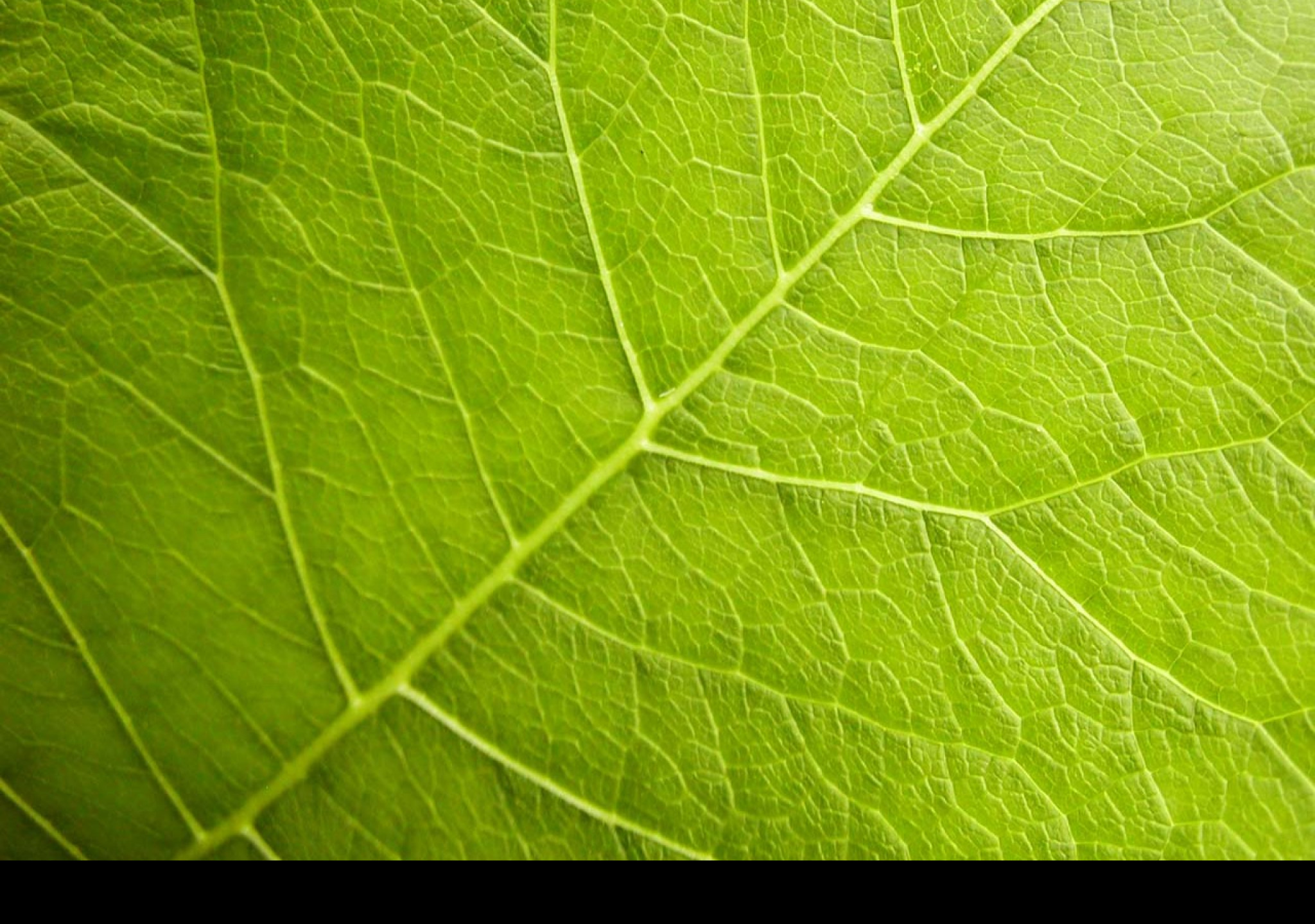 Tapeta organicveins