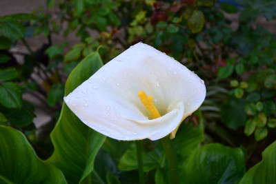 Tapeta: Orosený květ