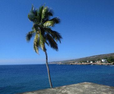 Tapeta: Palma na Kub