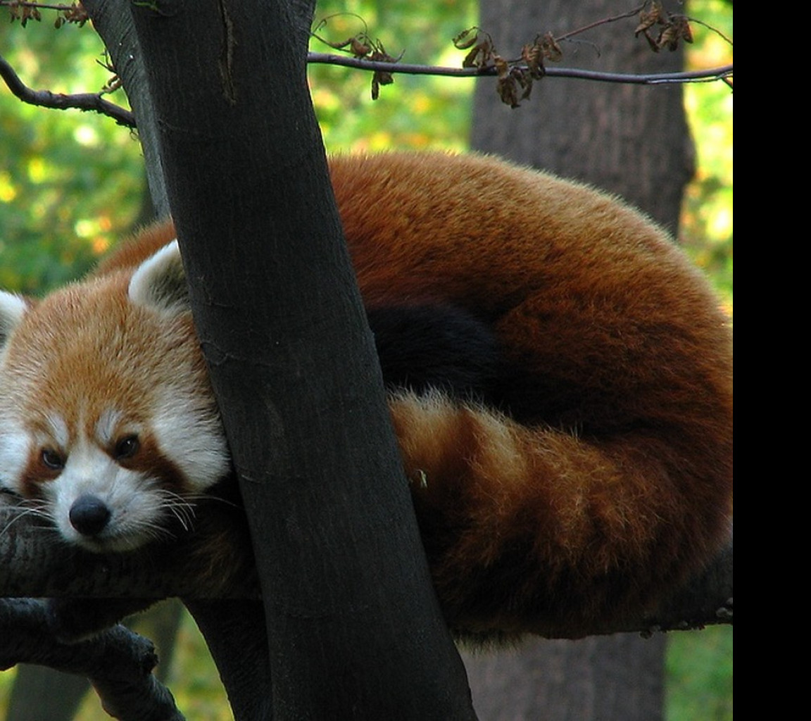 Tapeta panda