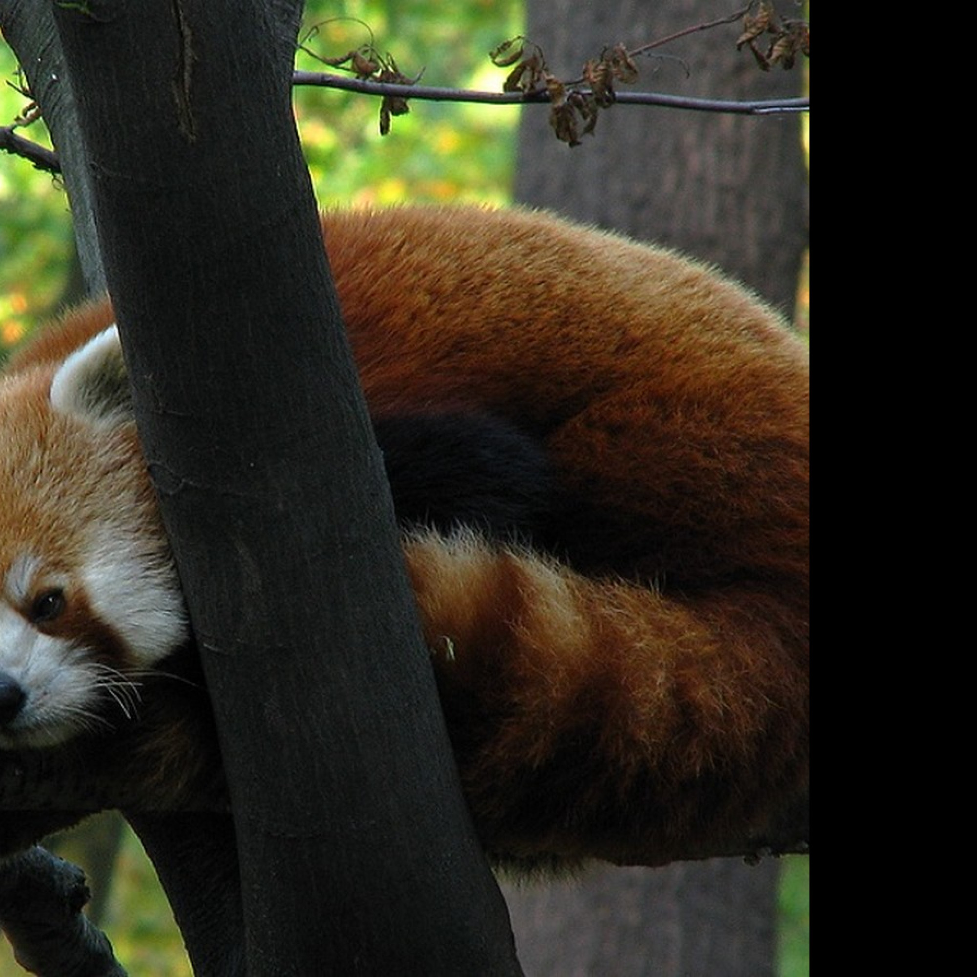 Tapeta panda
