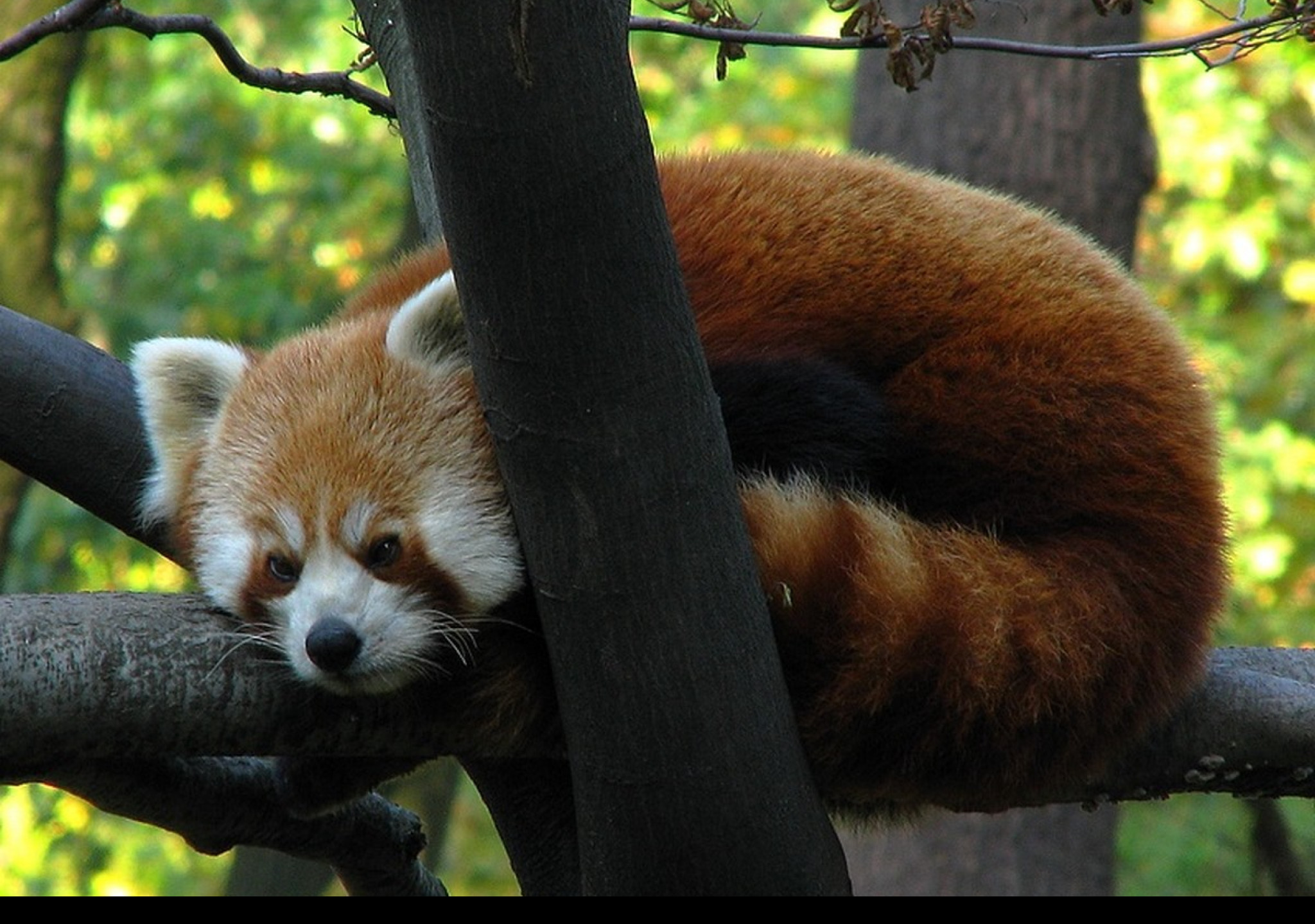 Tapeta panda
