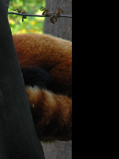 Tapeta panda