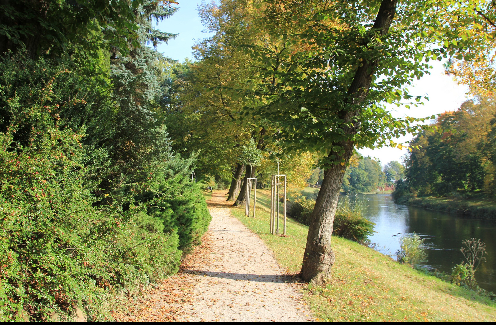 Tapeta park43