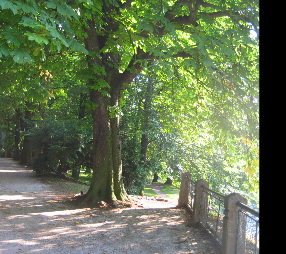 Tapeta park6
