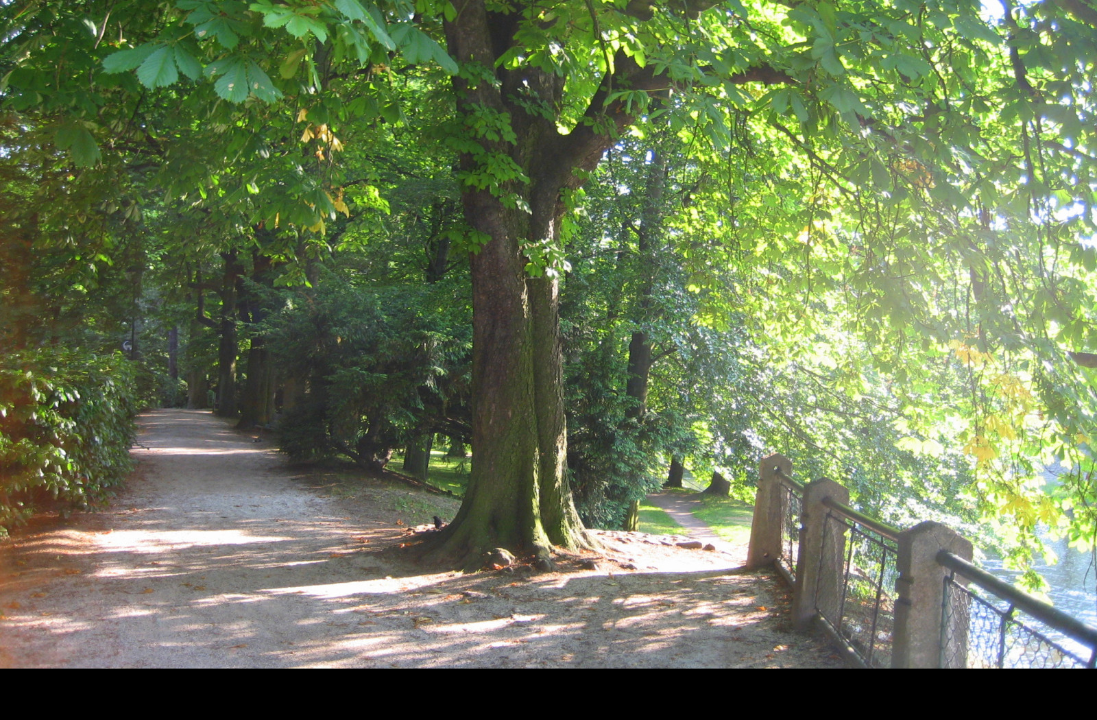 Tapeta park6