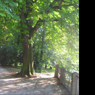 Tapeta park6