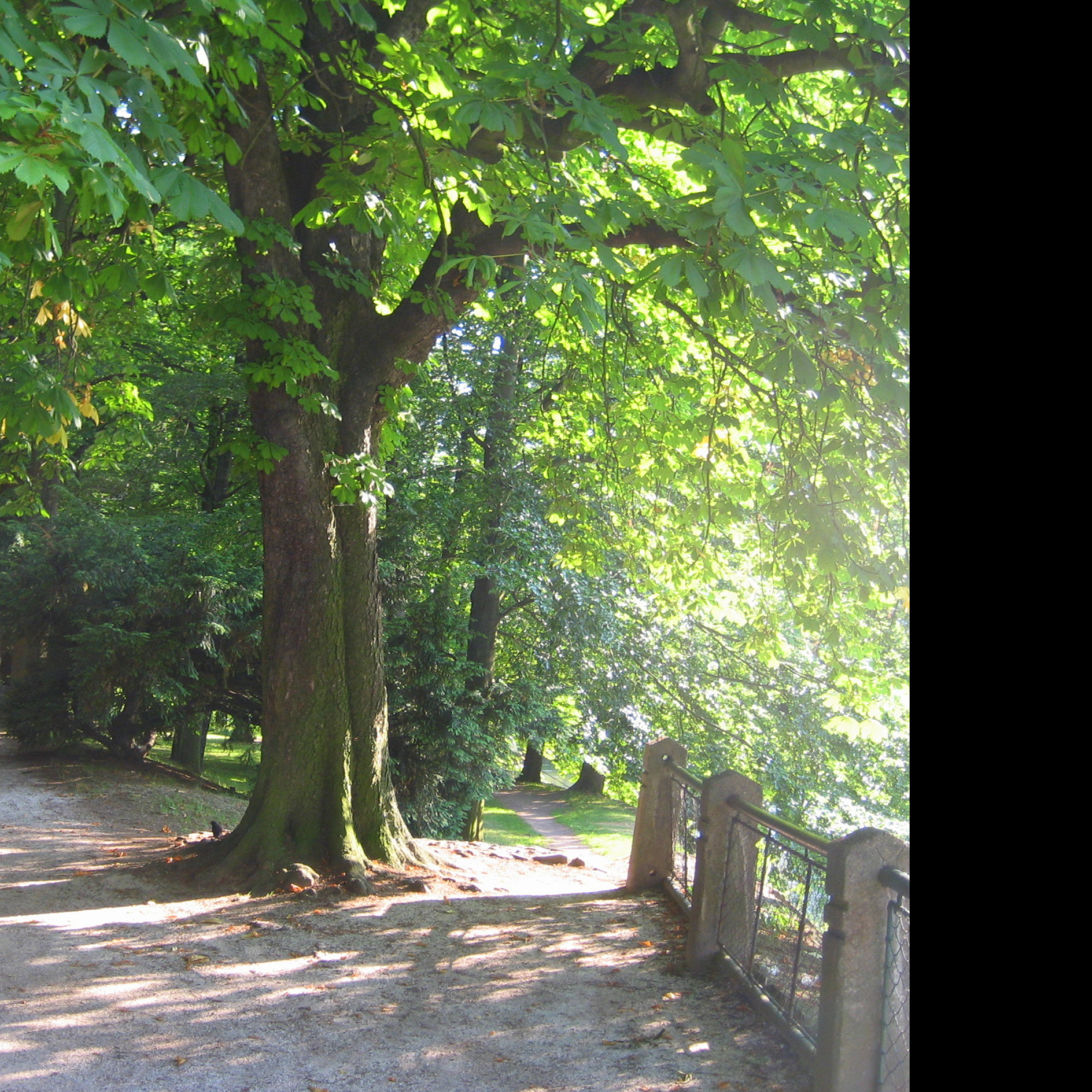 Tapeta park6