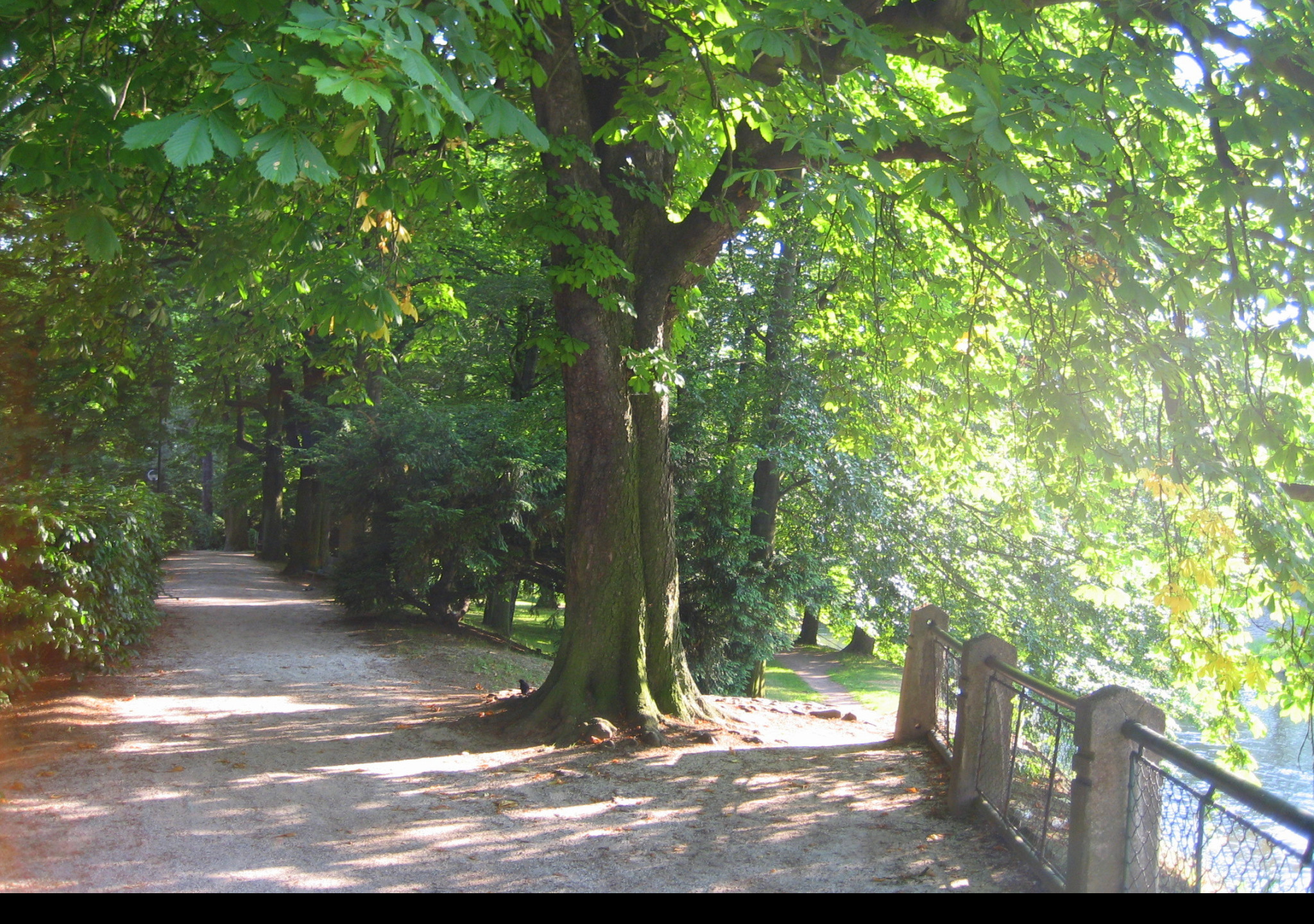 Tapeta park6